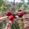 Uganda cherry