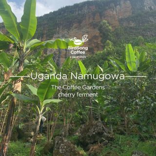 Uganda Namugowa je káva na filtr, která vás zaujme hned na první přivonění. Už od prvního doušku je šťavnatá a živá. V...