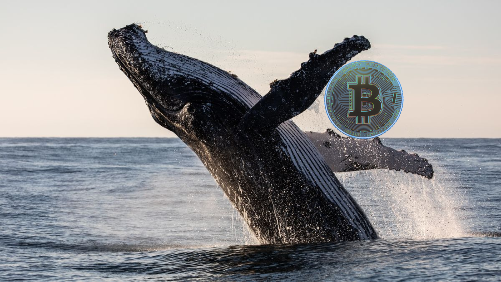 Bitcoin Whale