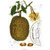 DURIAN (Darkmilk) Naive, 50 g
