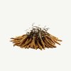 Divoký CORDYCEPS Sinensis pravý (Bhútán) 5g (20-25ks)