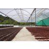 Costa Rica - Cuatro Vientos