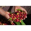 coffee berries