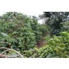 Kenya - Nyeri Hill