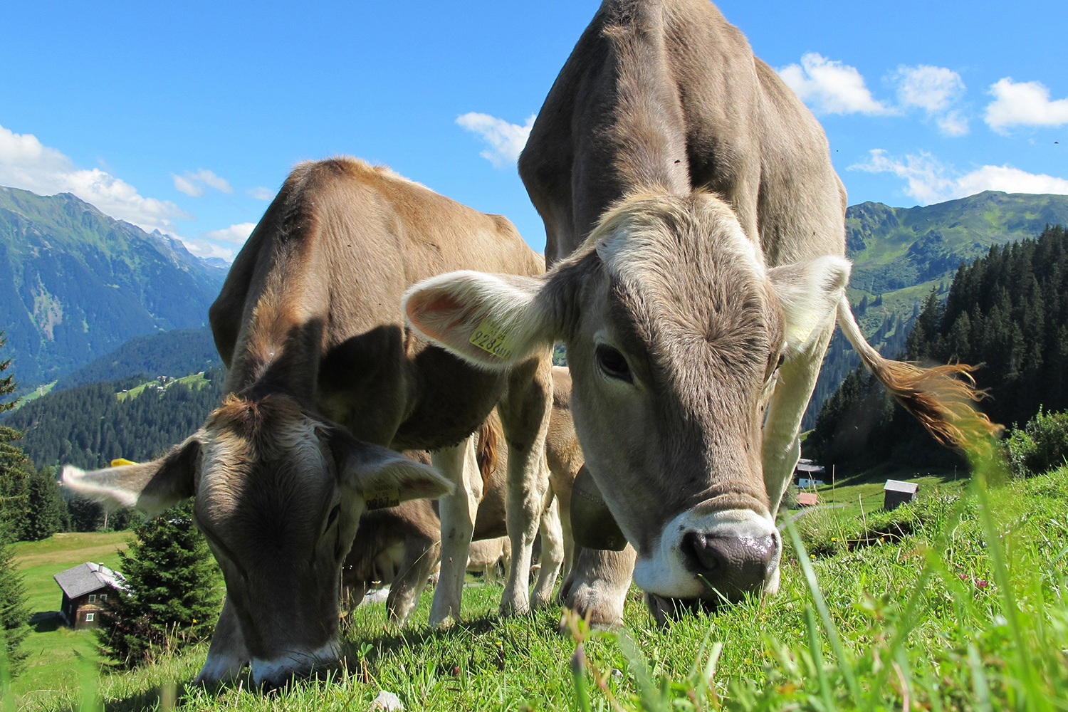 Máme řešení zvyšující se spotřeby masa a jejího dopadu na životní prostředí