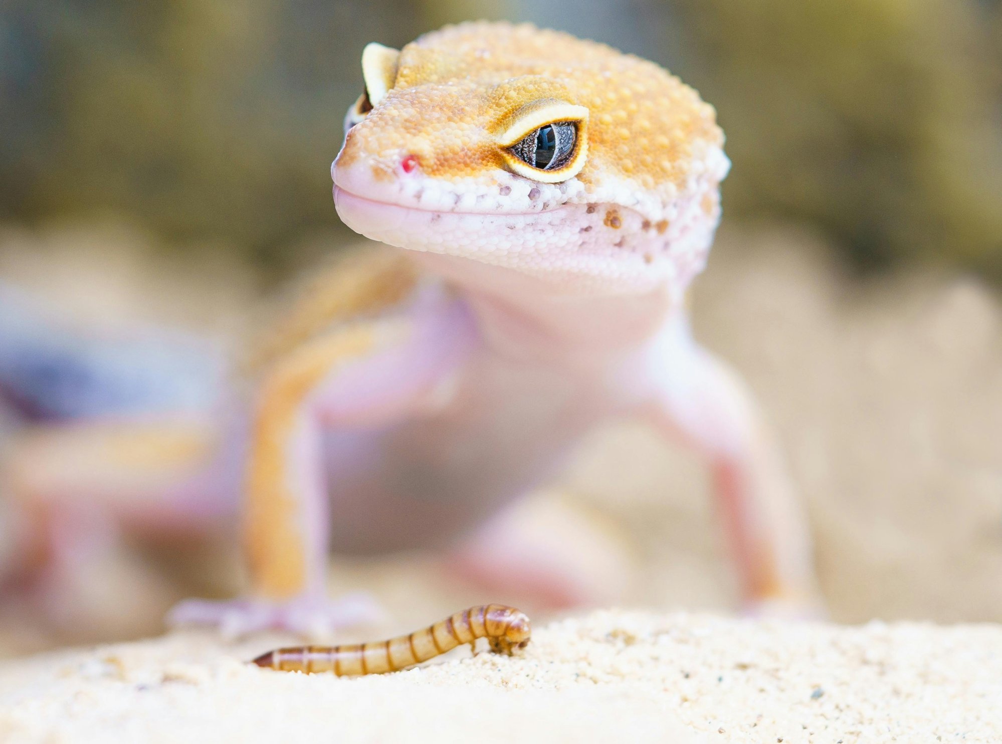 Hmyzí farma budoucnosti