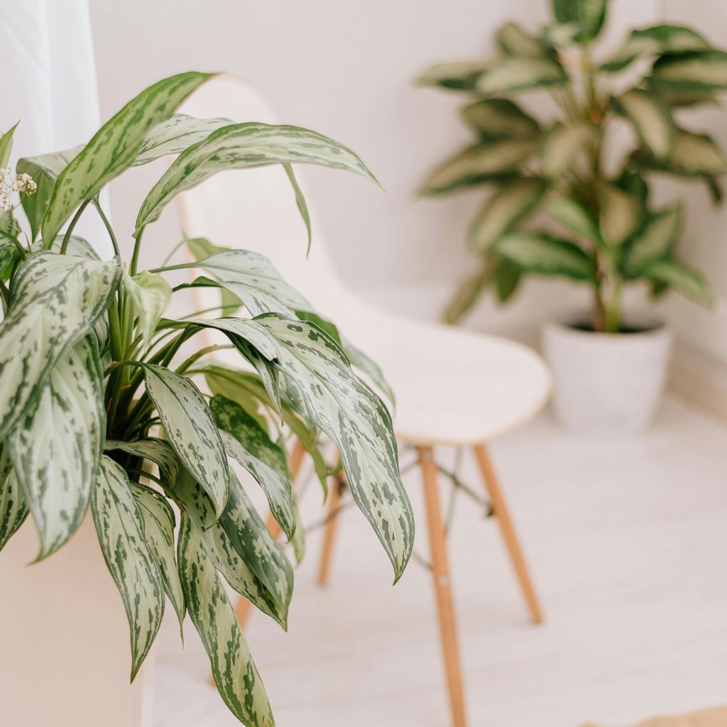 Jak zachránit rostlinu, která stagnuje, ale není nemocná