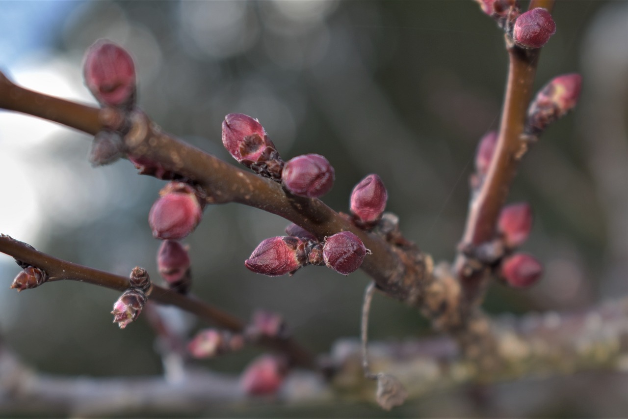Parádní tipy jak se postarat o stromy a keře na podzim