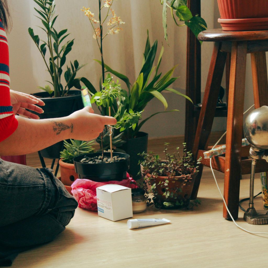 Proč většina pokojovek neumírá na nedostatek živin, ale na špatný substrát