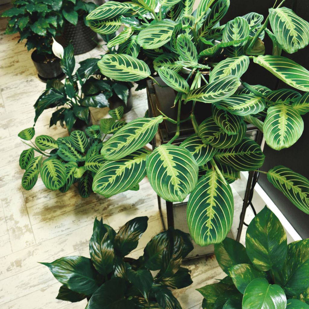 Substrátový detektiv: 6 případů z domácností, kde nebyl problém v rostlině, ale v substrátu