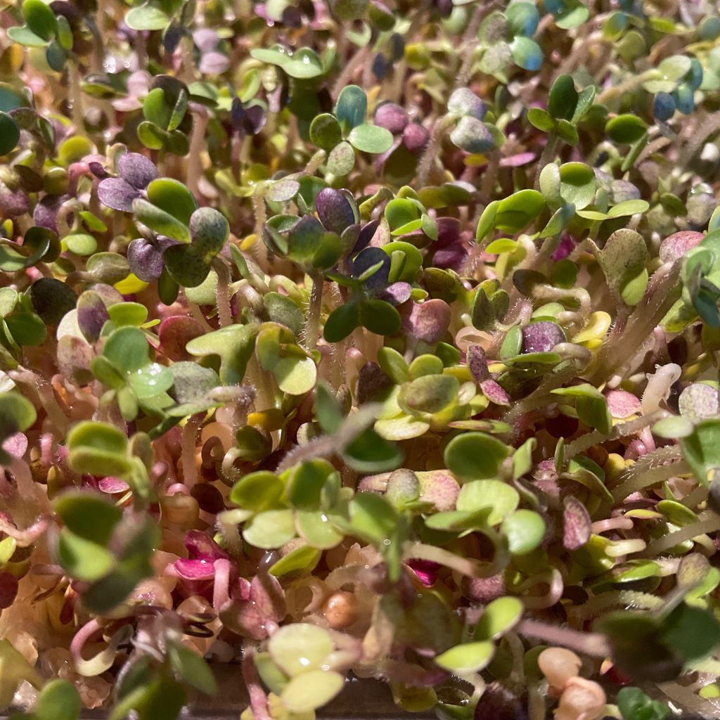 Proč microgreens nepotřebují hnojivo – a kdy ho naopak ocení