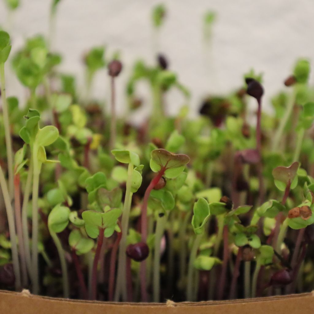 Proč některé microgreens chutnají hořce a jiné sladce