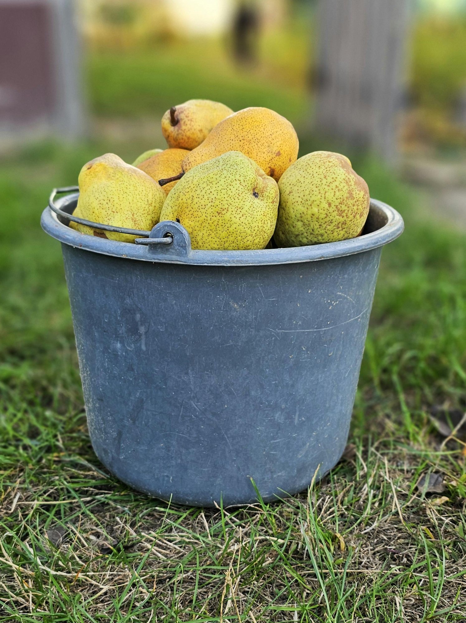 Srpen a ovocné stromy: jak posílit jabloně a hrušně pro bohatou sklizeň