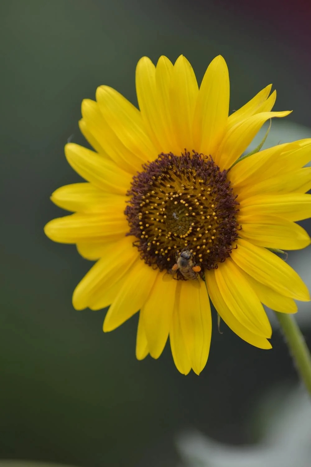 Jak přilákat opylovače do zahrady: klíč k bohaté úrodě i zdravému ekosystému