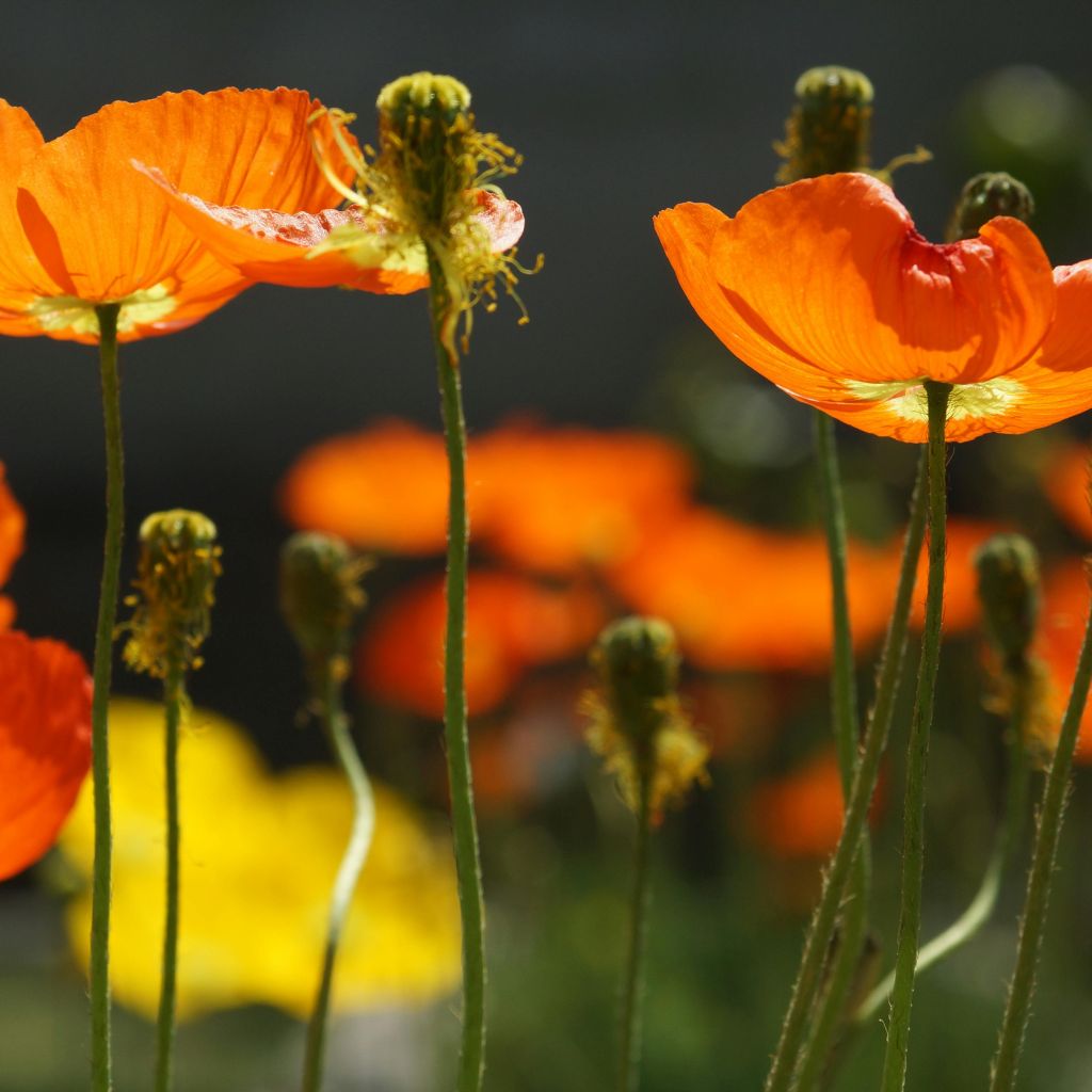 Mikroorganismy jako neviditelný motor růstu rostlin