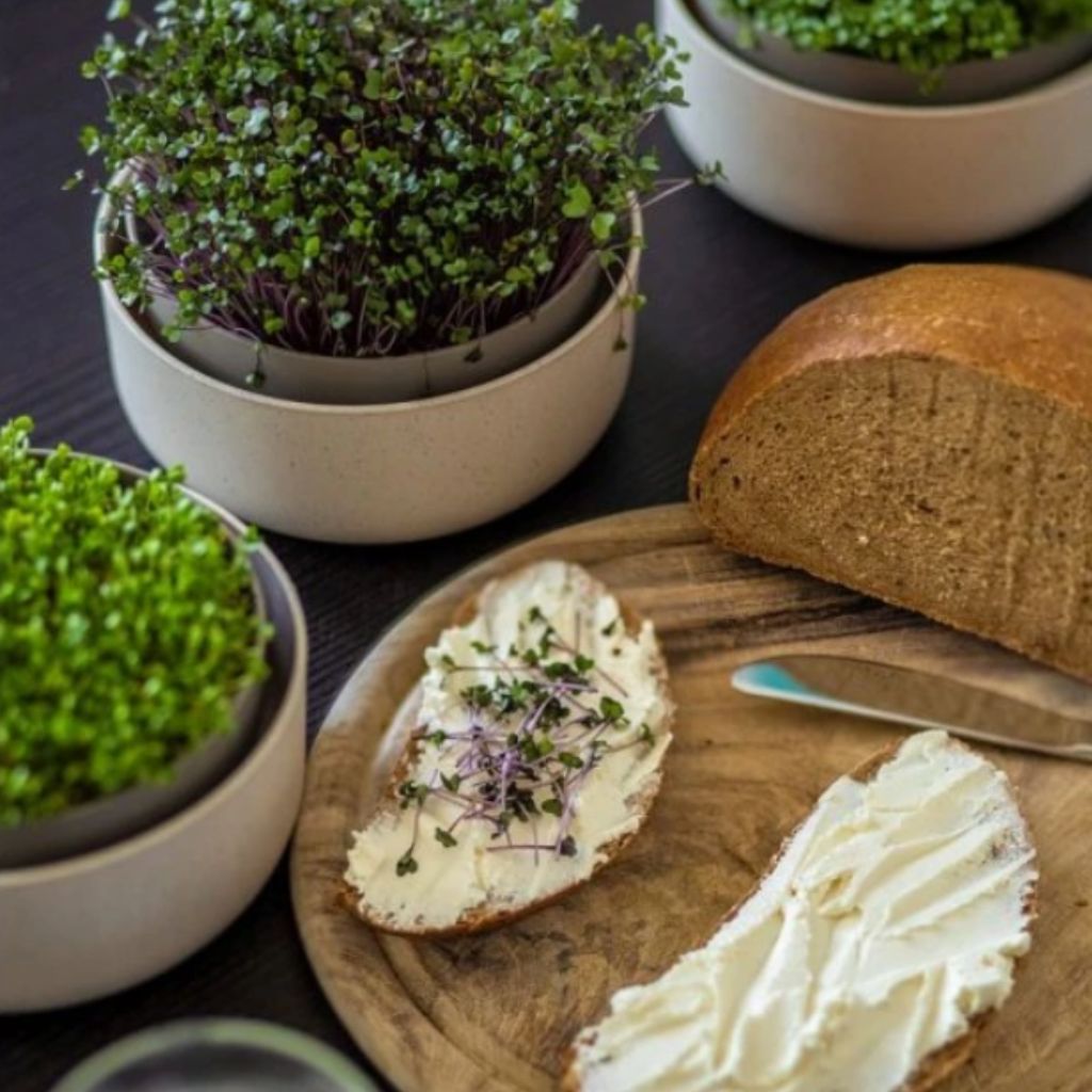 Proč pěstovat microgreens u vás doma