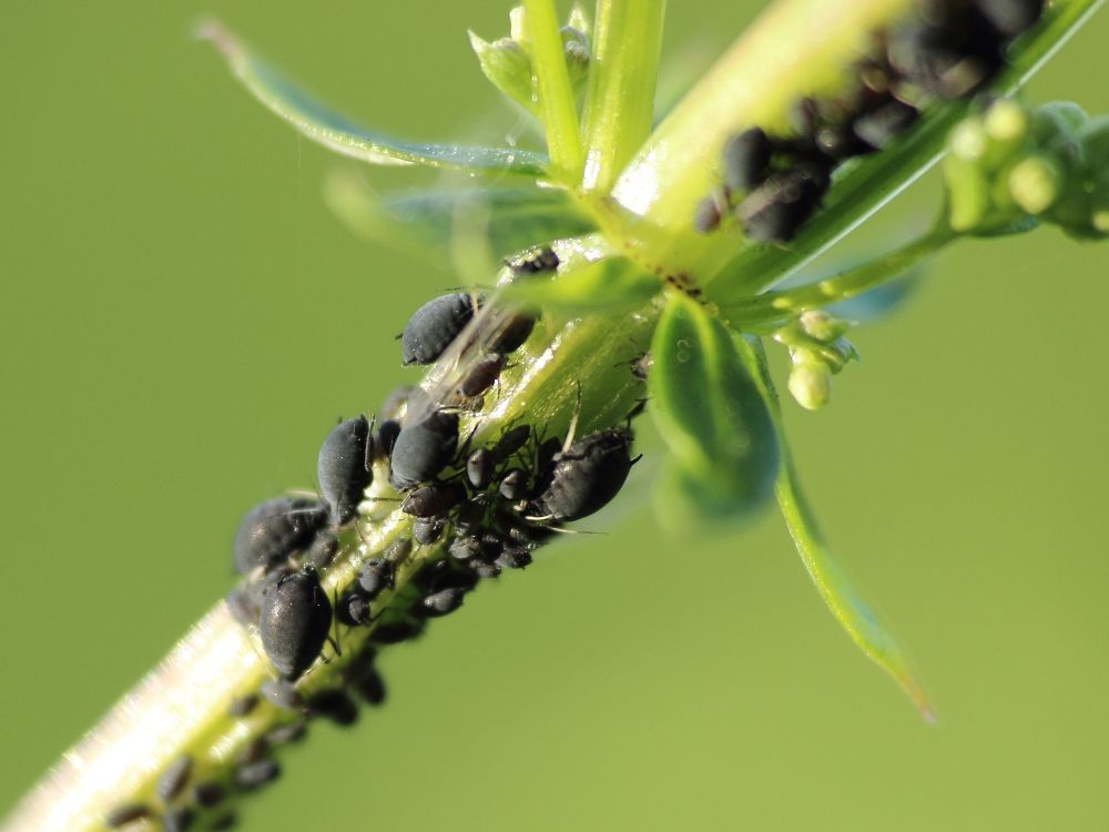 Biologická ochrana rostlin a přírodní metody boje proti škůdcům