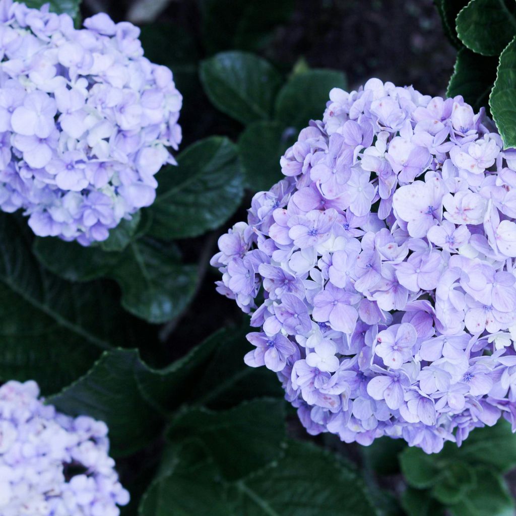 Jaké rostliny se mohou na jaře ostříhat a kdy je lepší počkat