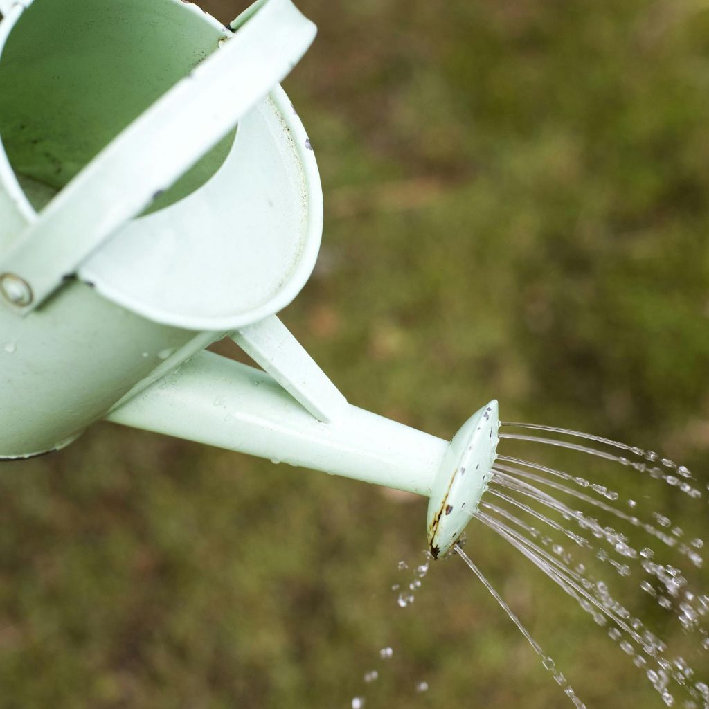 Jak na jaře zalévat rostliny