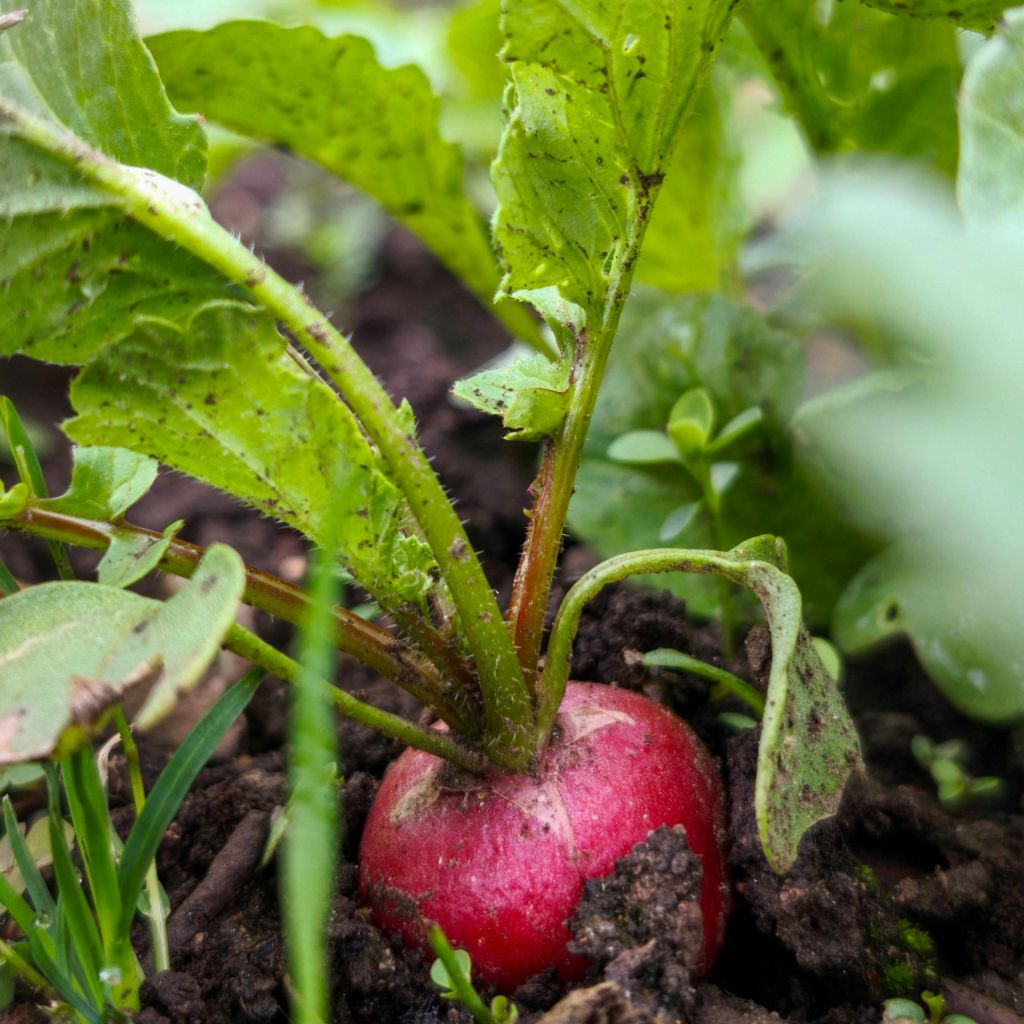 Jak udělat „jedlý truhlík“, i když nemáte čas