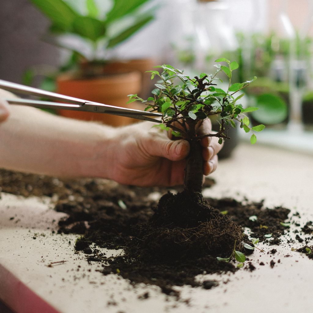 Proč se rostliny „zastaví“ po přesazení: co je normální a co už ne