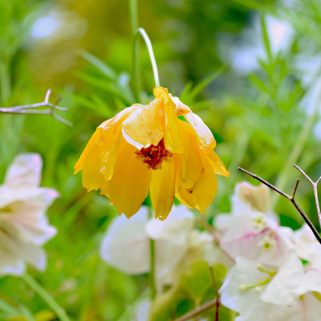 Mýtus: „Když listy vadnou, má žízeň.“ Proč je to často přelití