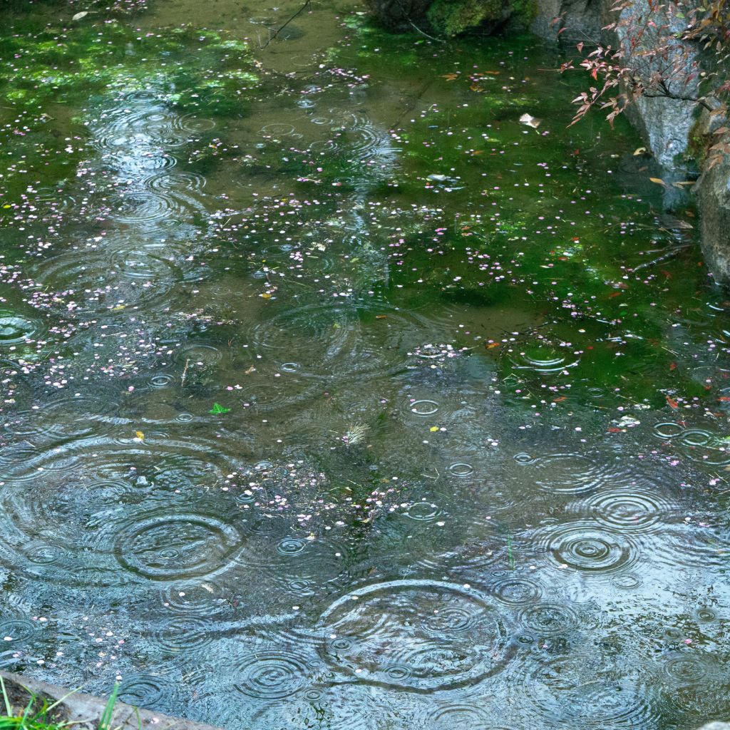 Mýtus: „Když prší, nemusím zalévat.“ Proč to na zahradě často neplatí