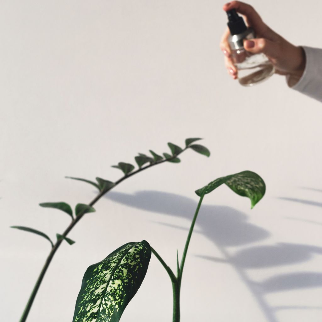 Mýtus: „Rosím = zalévám.“ Proč rosení kořeny nezachrání (a kdy naopak dává smysl)