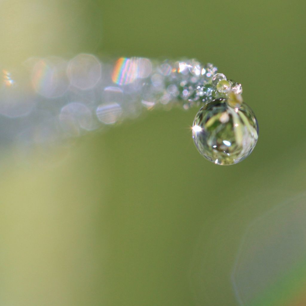 Jak déšť a sucho ovlivňují příjem živin