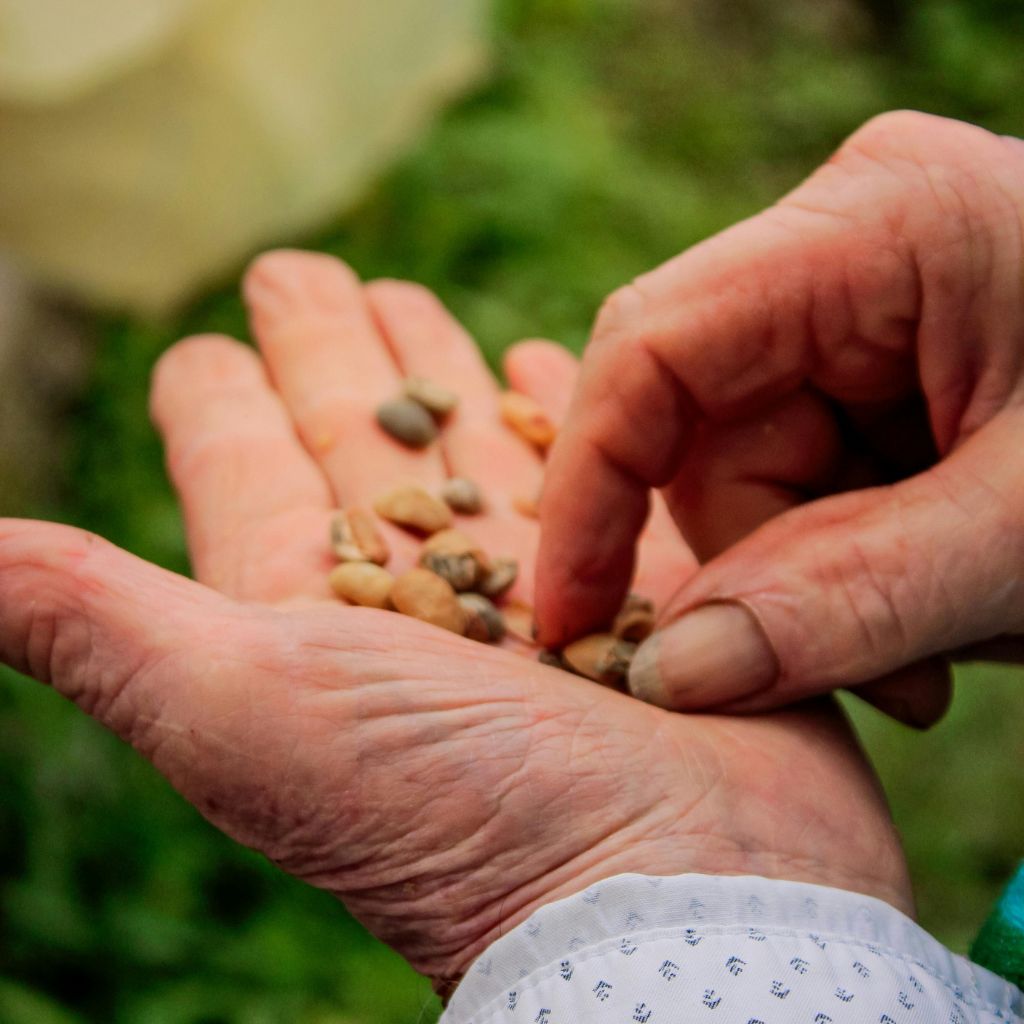 Proč semínka nelezou ven, i když je všechno „správně“: 5 nejčastějších důvodů