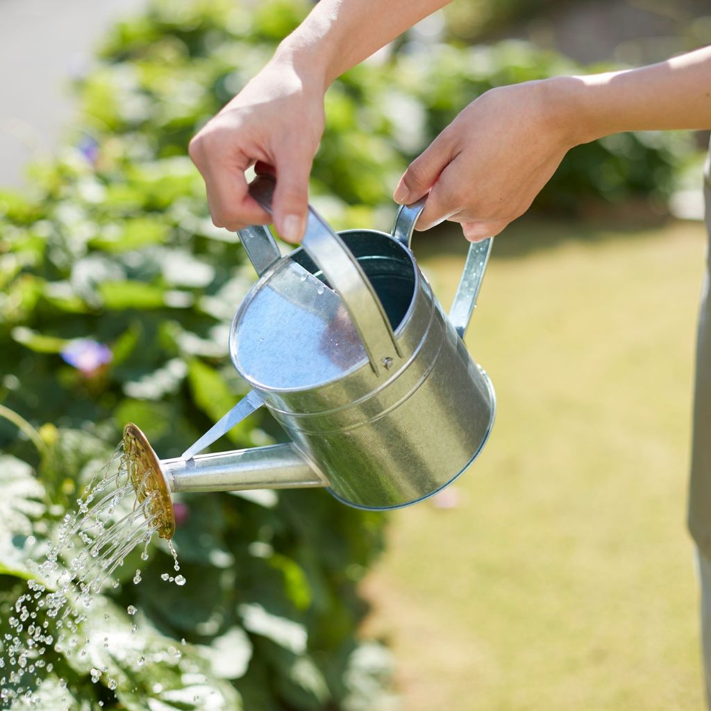 Zálivka ráno, večer, nebo jak to vyjde? Co je ideál a co jsou jen zahrádkářské pověry