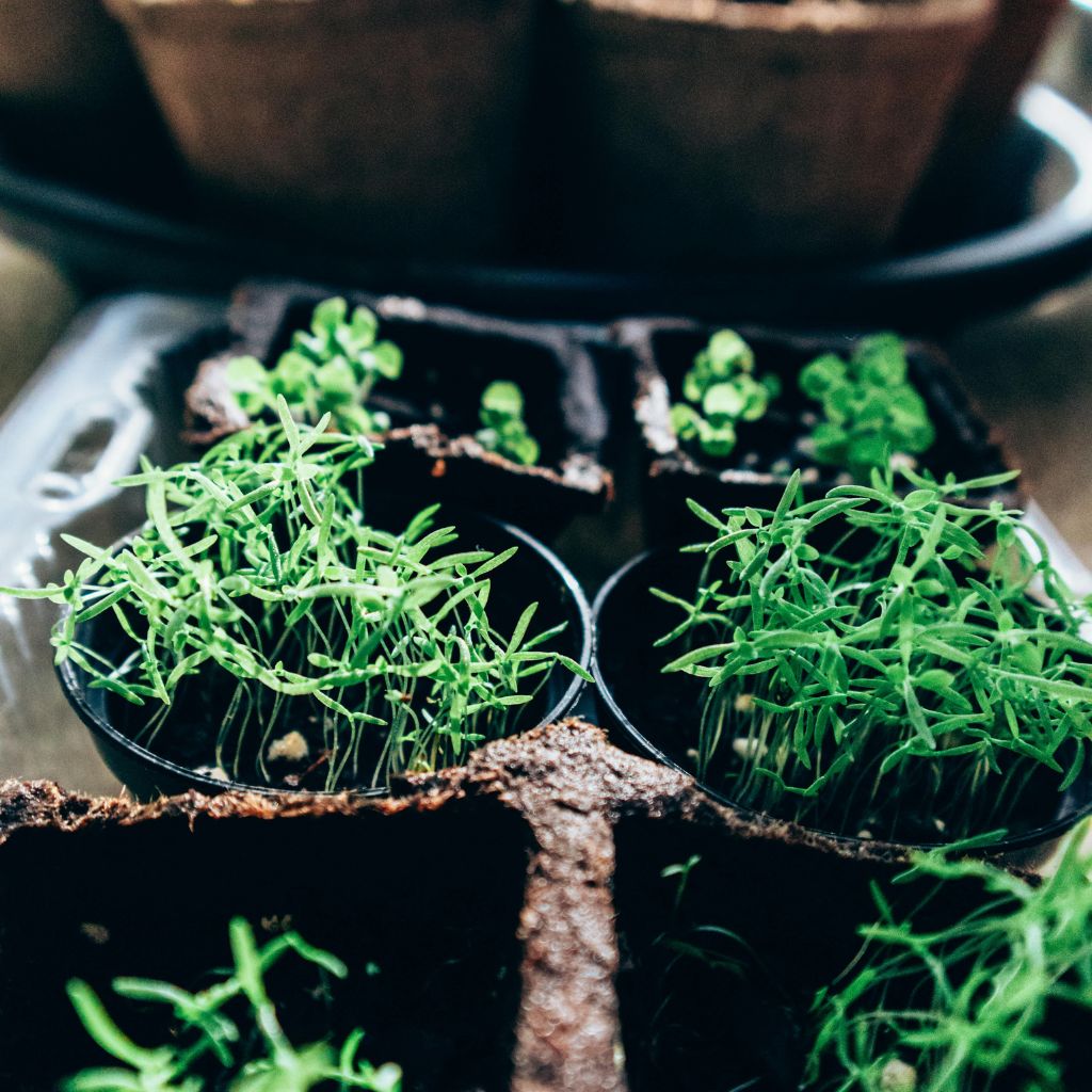 Sazenice z hobby marketu vs. vlastní předpěstování: kdy se co opravdu vyplatí