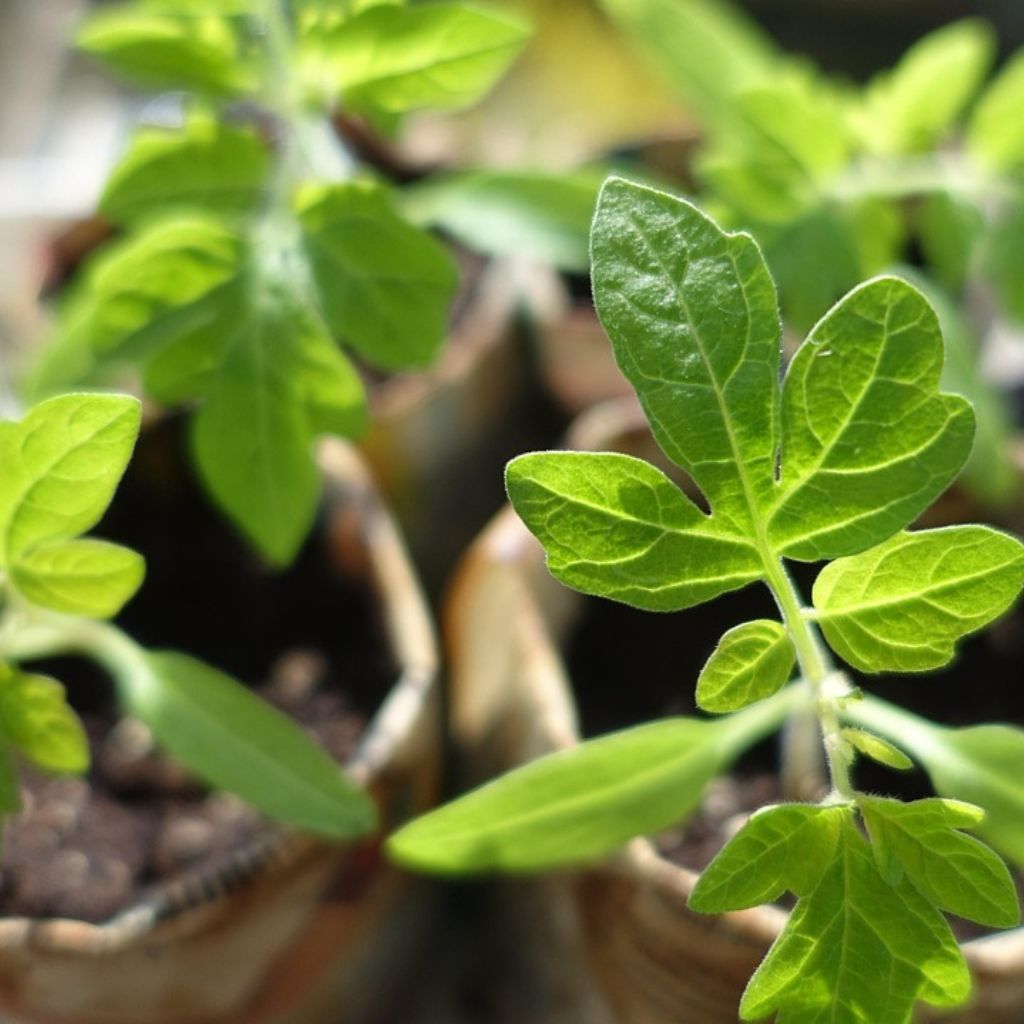 6 dobře míněných zásahů u sazenic, které jim zbytečně komplikují start