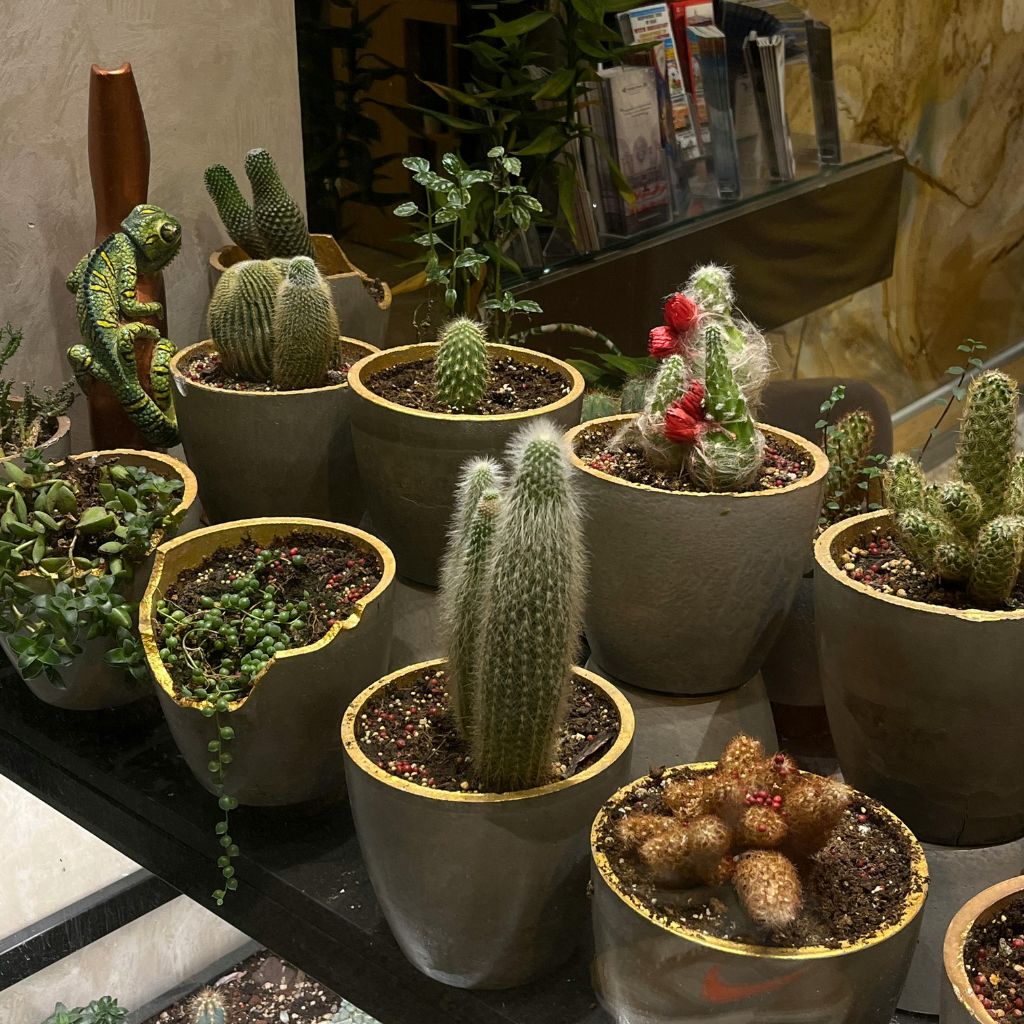 Plastový, keramický, nebo textilní květináč? Jak materiál mění zálivku i růst