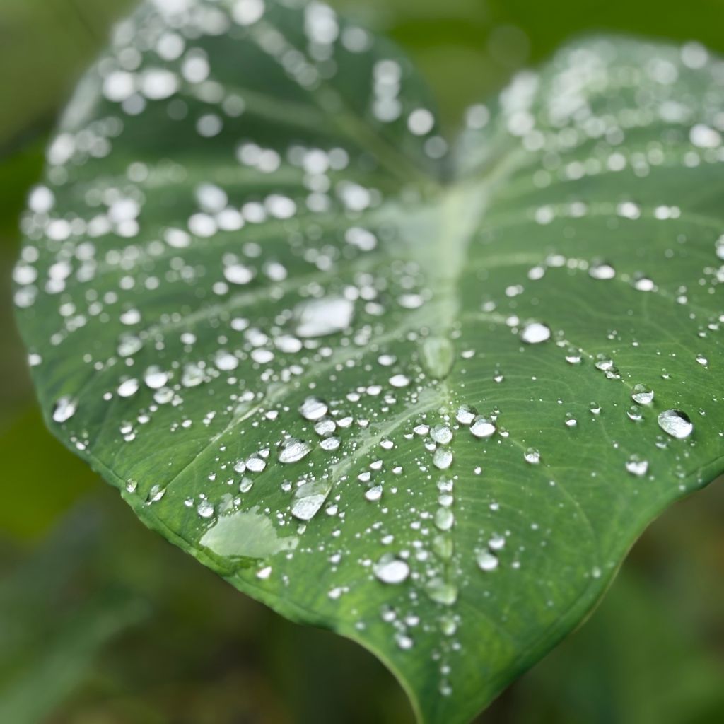 Co udělat s půdou po prudkém dešti, aby neztratila strukturu ani dech