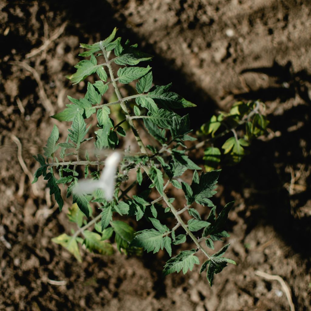 Starý vs. nový substrát: proč každý saje vodu jinak