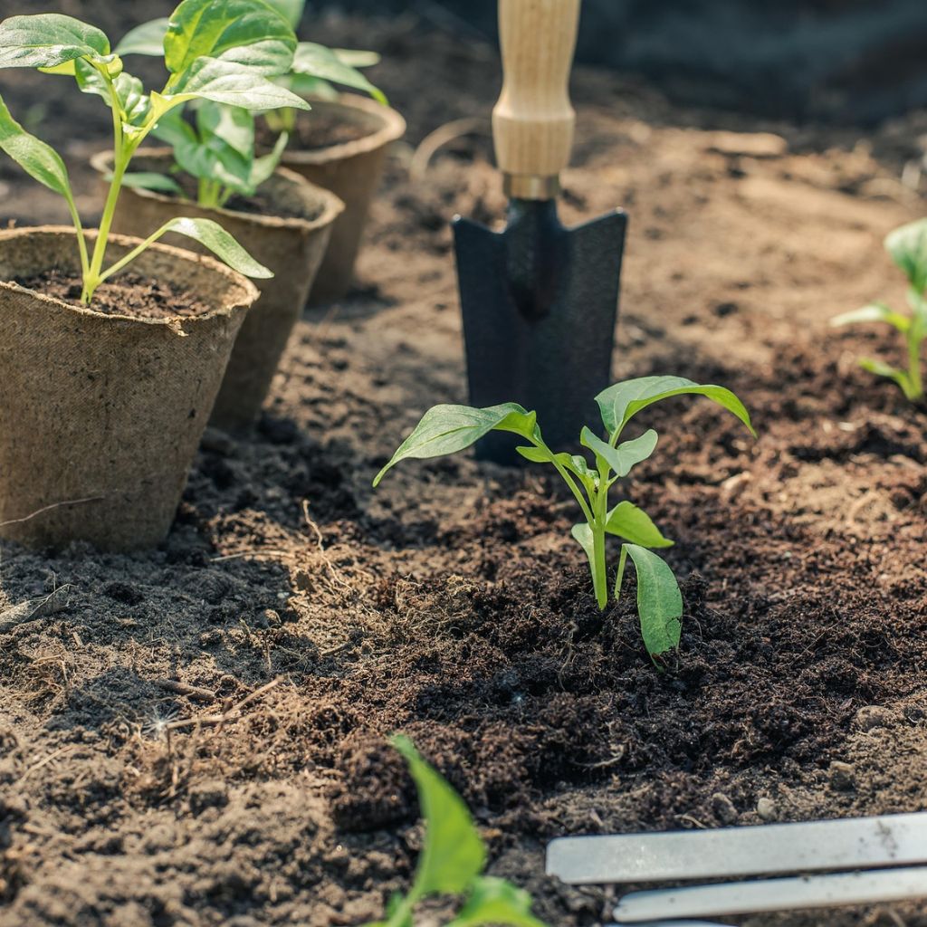 Náhlé ochlazení po výsadbě: jak zachránit sazenice bez paniky