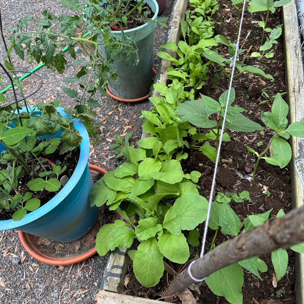 Které rostliny snesou společný truhlík — a které je lepší od sebe držet dál