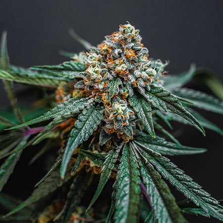 Nejlepší hnojivo na konopí - boost účinných látek až 135 %