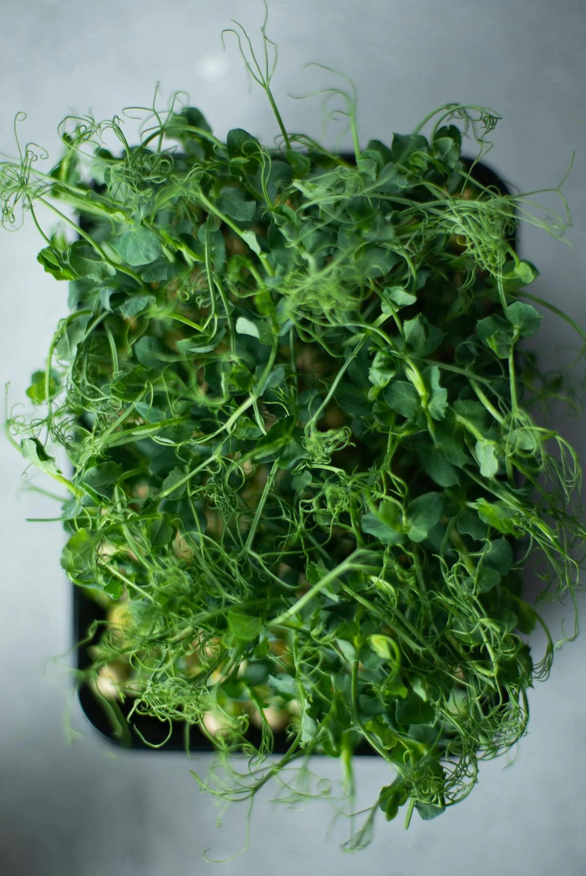 Pěstování Microgreens: Jak na to krok za krokem