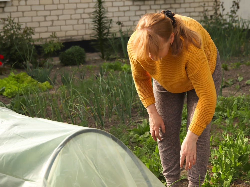 Pěstování v pařeništi – tipy a triky