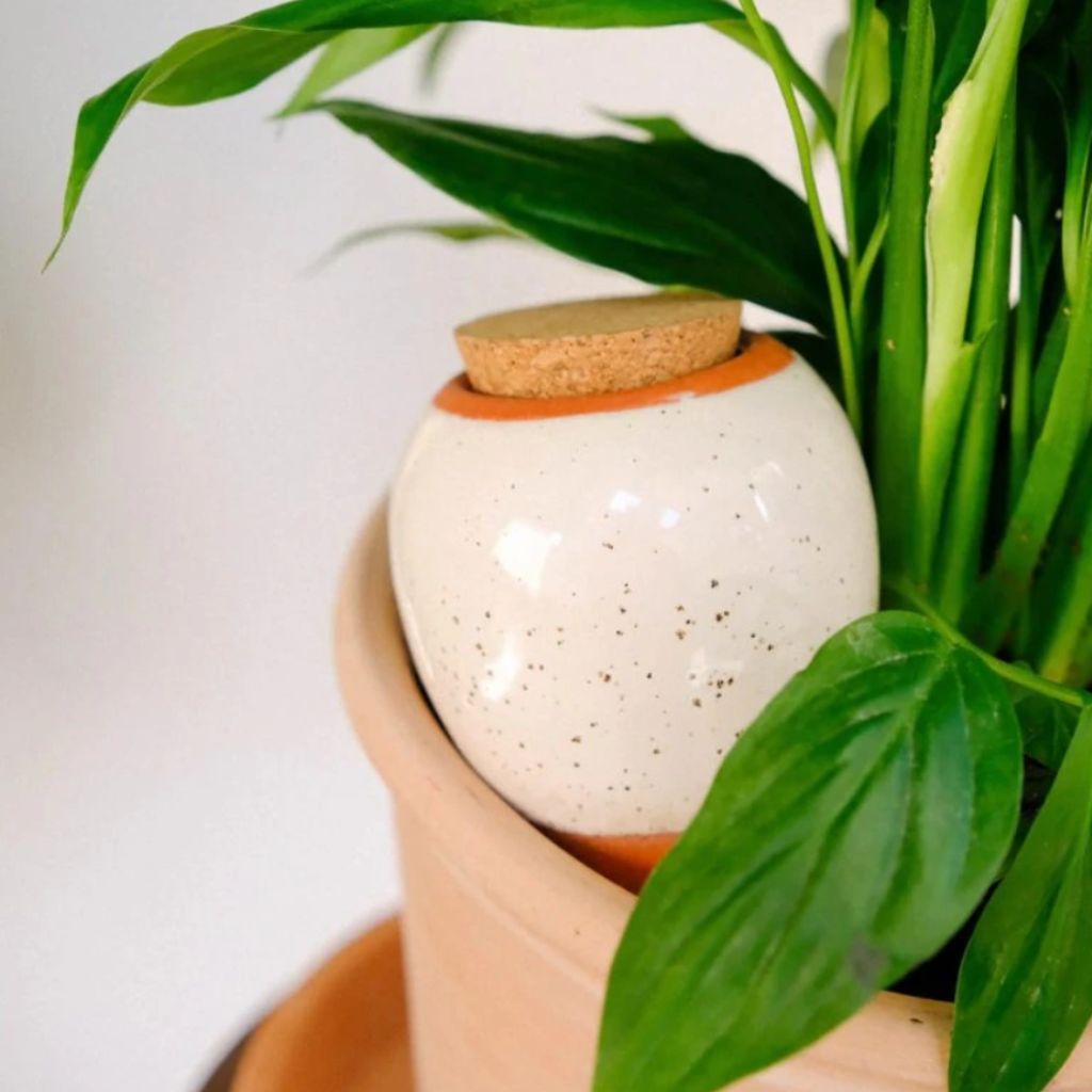 Když se rostliny zalévají samy: jak si ulehčit péči o pokojovky