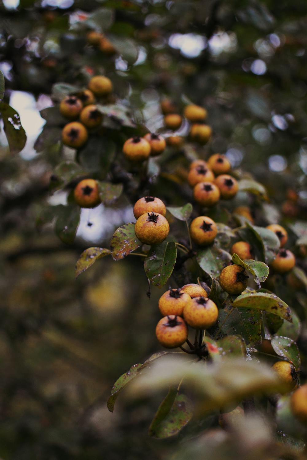 Pěstování mišpule: zapomenutý poklad s netradiční chutí