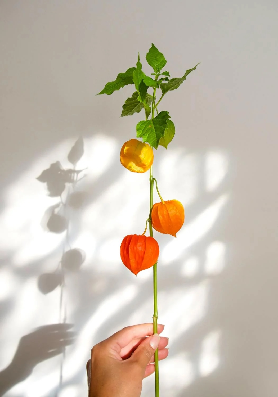 Mochyně peruánská: jak pěstovat tuhle sladkou krásku z Jižní Ameriky