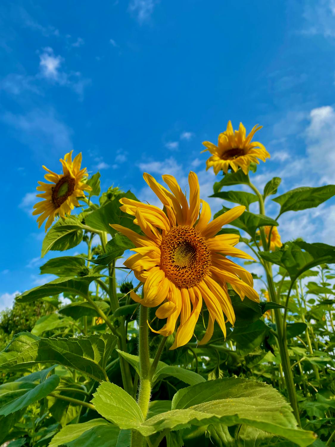 Topinambury: nenáročná zelenina pro zdravou a soběstačnou zahradu