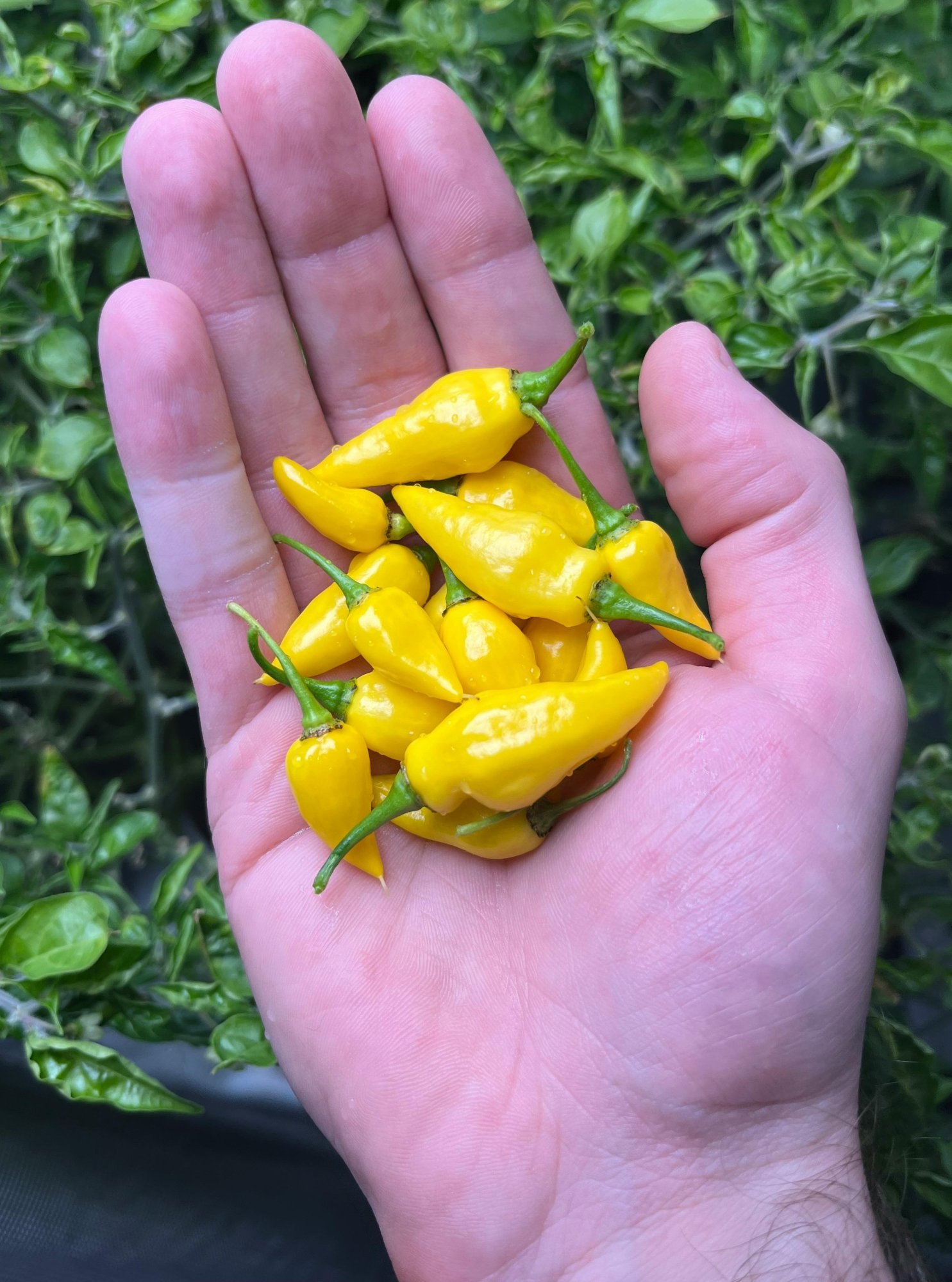 Jak připravit půdu pro podzimní výsev zeleniny