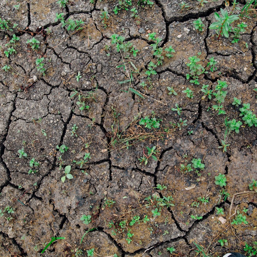 Proč půda tvrdne a praská a co to dělá s kořeny