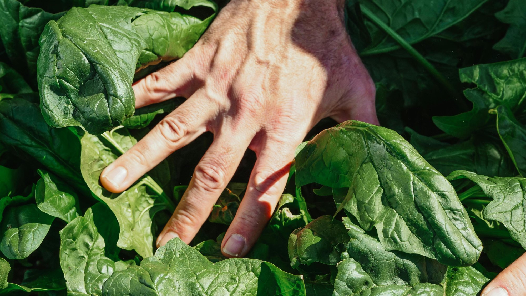 Jak podpořit druhou sklizeň salátů a špenátu na podzim