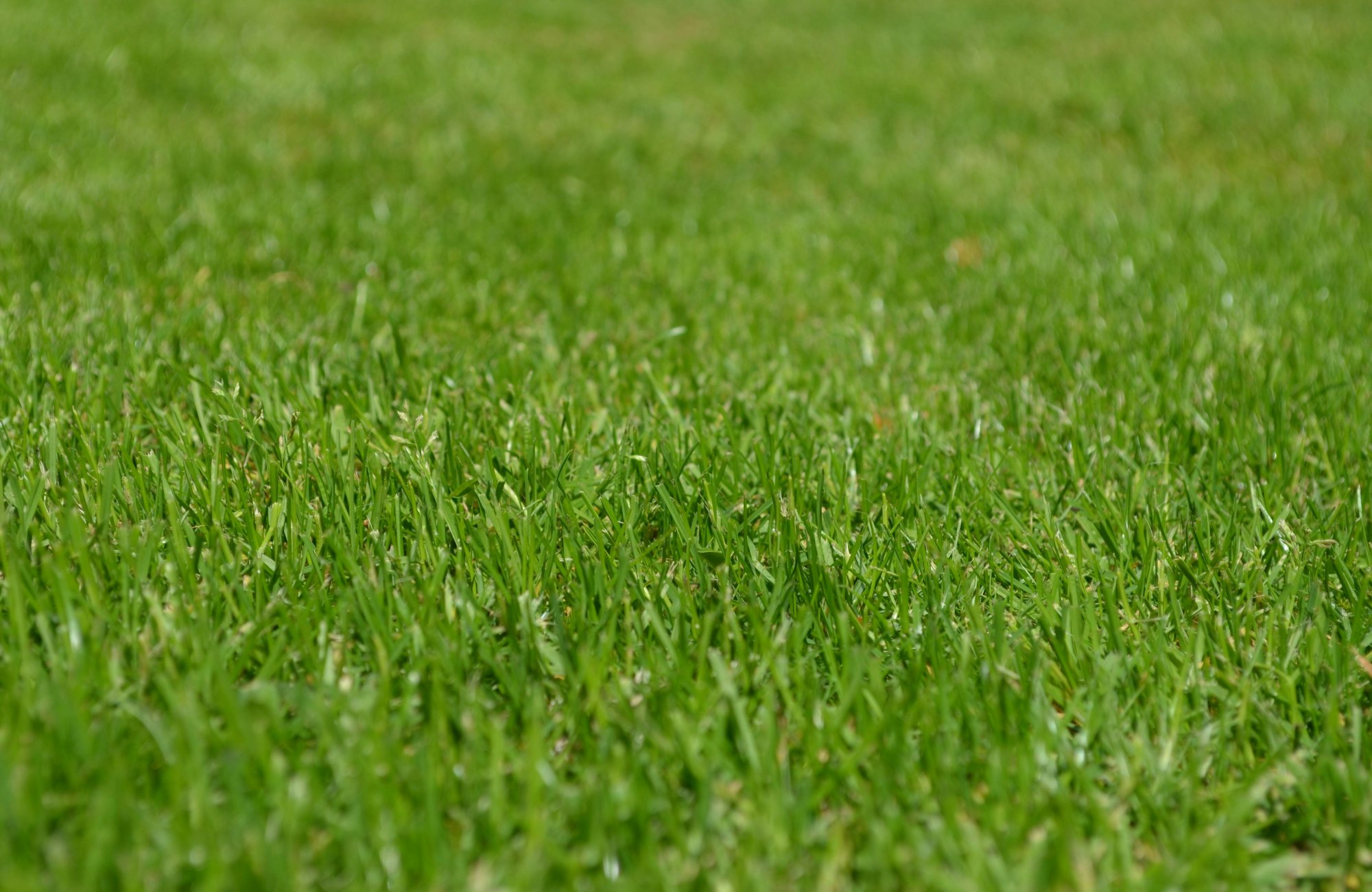 Péče o trávník v srpnu: jak mu dodat živiny před podzimem