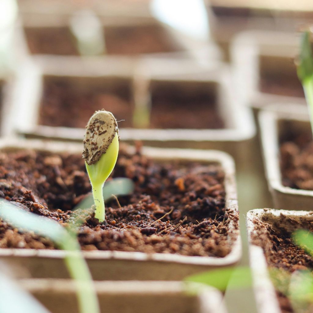 Co se děje se semínkem během prvních 7 dní života